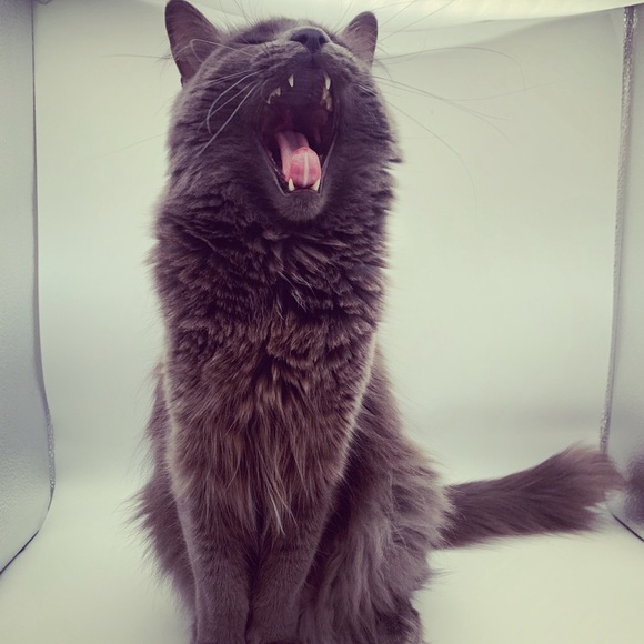 Posh Ambassador - Picture 11 of 12